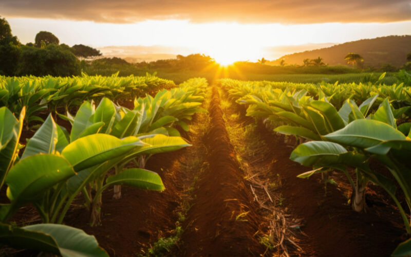 Ficohsa: 16 años de compromiso con los agricultores de Honduras